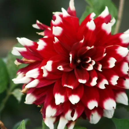 Alojamento de Turismo Rural Da Attilio *