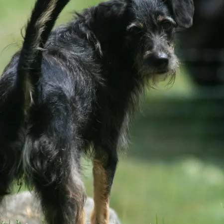 Da Attilio Κατάλυμα σε φάρμα