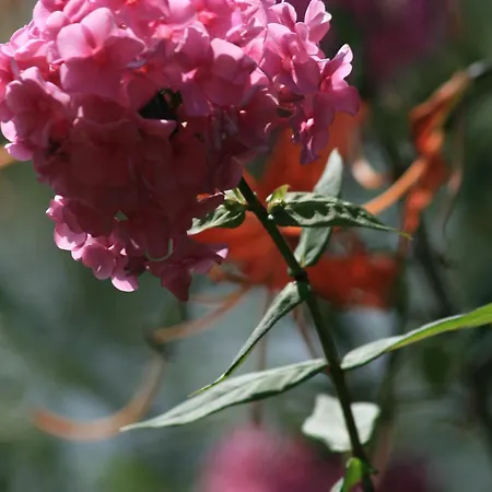 Da Attilio Κατάλυμα σε φάρμα