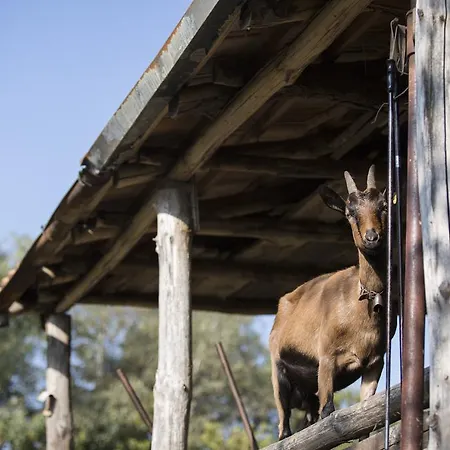 Κατάλυμα σε φάρμα Da Attilio Cannobio