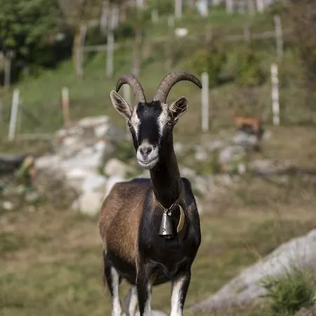 Κατάλυμα σε φάρμα Da Attilio