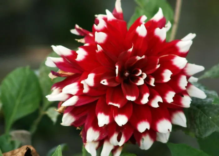 Alojamento de Turismo Rural Da Attilio *