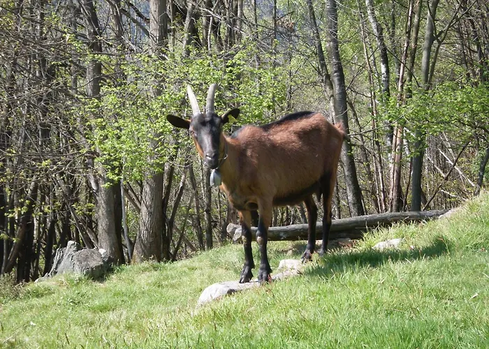 Da Attilio 팜스테이 *