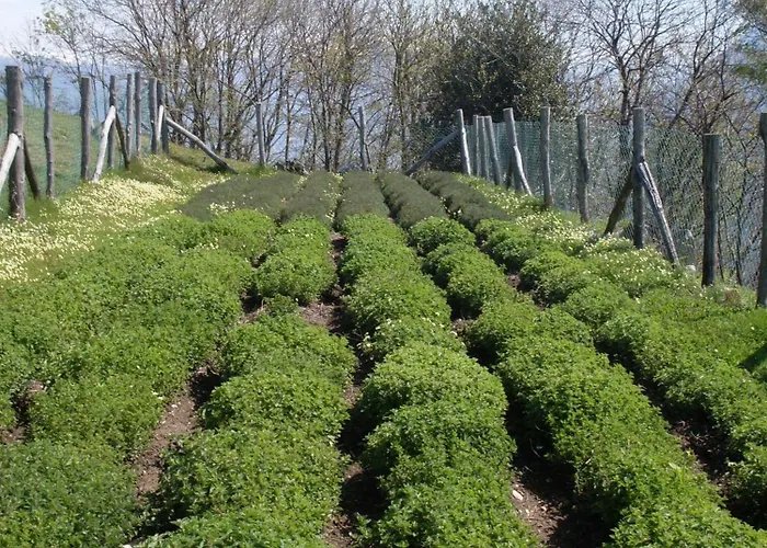 Da Attilio 카노비오