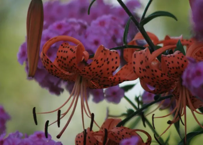 Bauernhof Da Attilio Cannobio