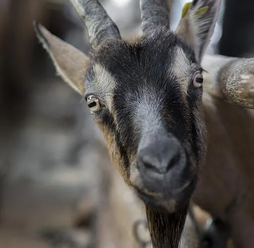 Alojamento de Turismo Rural Da Attilio *