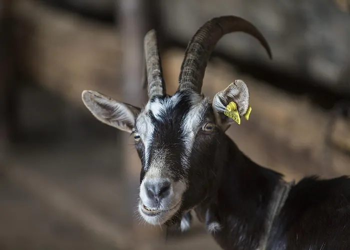 Bauernhof Da Attilio Cannobio