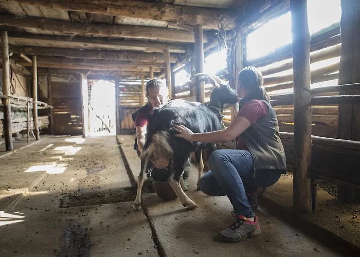 Da Attilio 카노비오