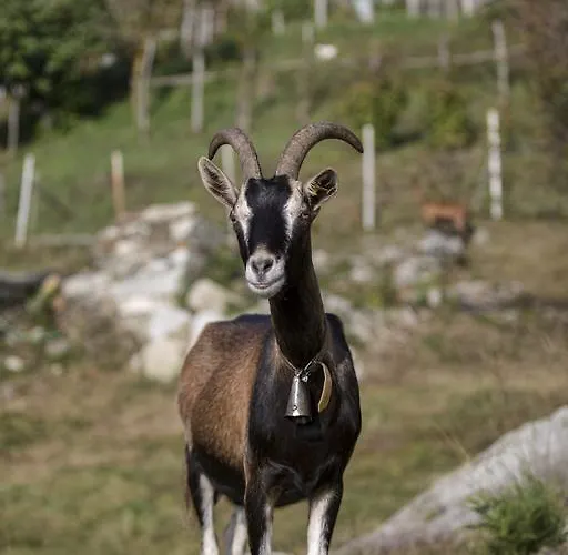 Alojamento de Turismo Rural Da Attilio