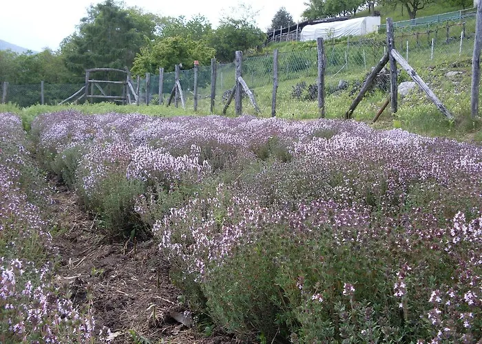 Da Attilio Alojamento de Turismo Rural *